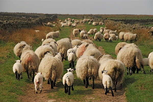 Sheep Jam!! It was Piccadilly Circus on the Pennine Way. Northumberland