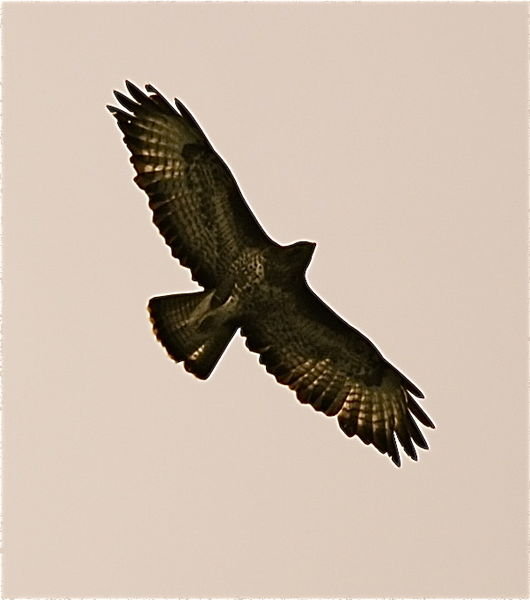 Bird of prey. Pennine Way, Northumberland 