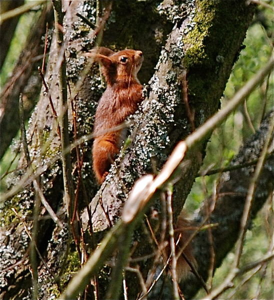 Red Squirrel. Pennine Way, Northumberland