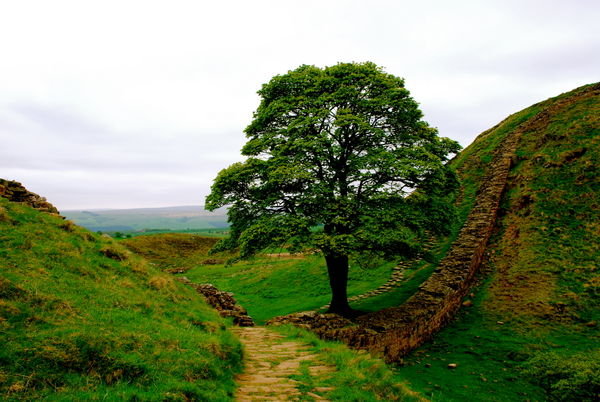 The famous Sycamore Gap. Robin Hood, Prince of Thieves was filmed here. Staring Kevin Costner. Pennine Way, Northumberland