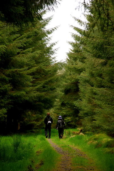Entering Wark Forest. Pennine Way, Northumberland