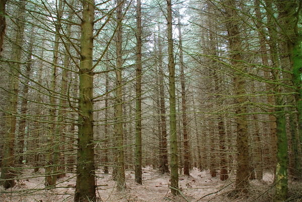 Wark Forest. Pennine Way, Northumberland