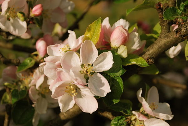 Bellingham Blossom. Pennine Way, Northumberland