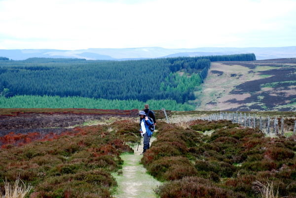 Lav waves goodbye to the open air as we prepare to descend into more forest ahead. Pennine Way, Northumberland