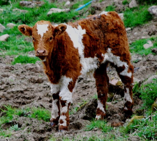 Inquisitive calf. Pennine Way, Northumberland