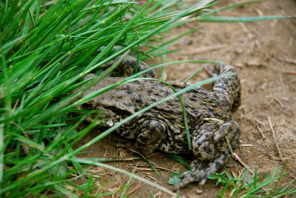 Toad on the run. Pennine Way, Northumberland