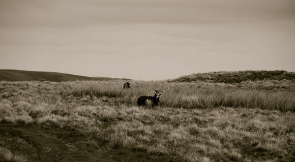 First sighting of feral goats. Pennine Way, Northumberland