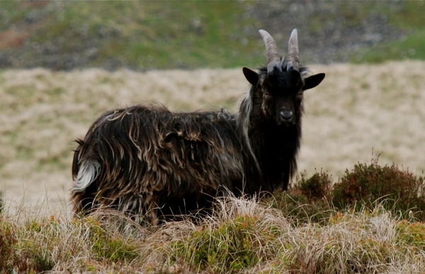 Feral goat. Pennine Way, Northumberland