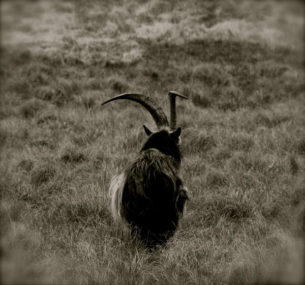Long sharp horns of a feral goat. Pennine Way, Northumberland