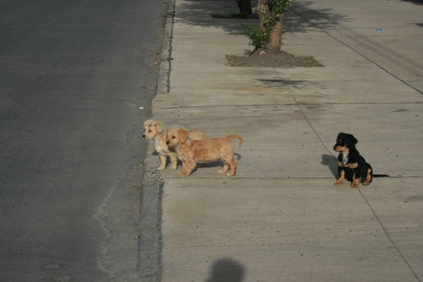 Ein ganz normales Bild - ueberall Hunde auf den Strassen