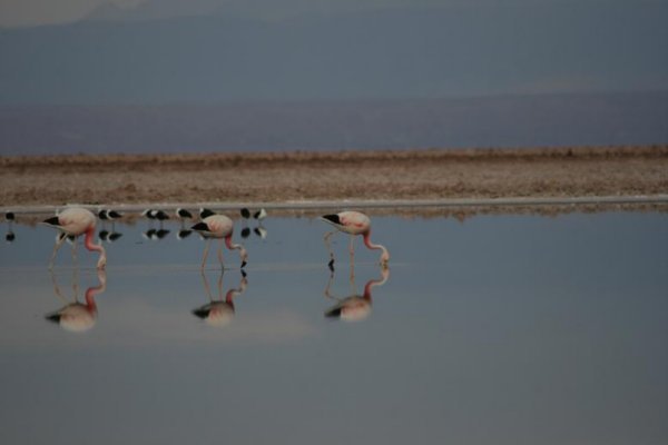 Flamingos auf Nahrungssuche