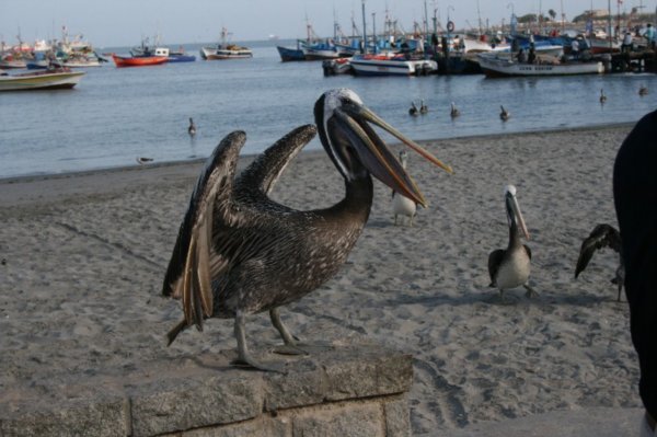 Ein Pelikan kommt auf Tuchfuehlung