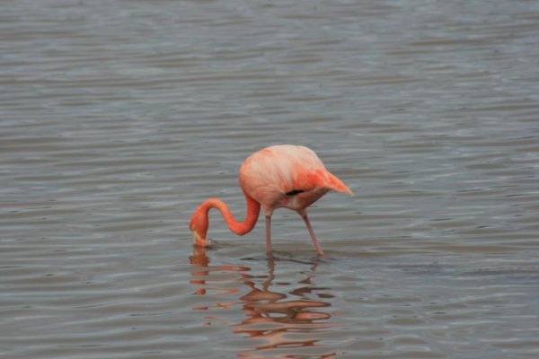 ...Flamingos.