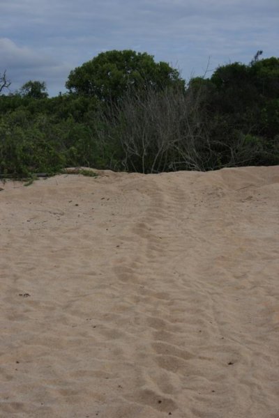 ...und Schildkroetenspuren im Sand (hier ist ein Nistplatz) 