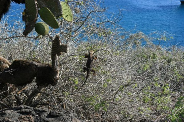 Kletterkuenste eines Leguans. Ich frage mich nur, was der auf dem Busch will?? 