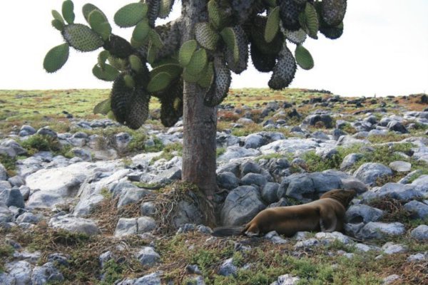 Mittagsruhe unter "Galapagospalmen"