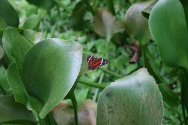 Schmetterlinge im Regenwald