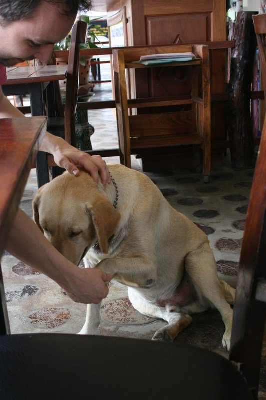 Für Würstchen, die vom Frühstückstisch "fallen", gibt der Hotelhund auch brav Pfötchen...