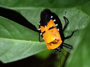 man faced bug - Der Männergesichtskäfer