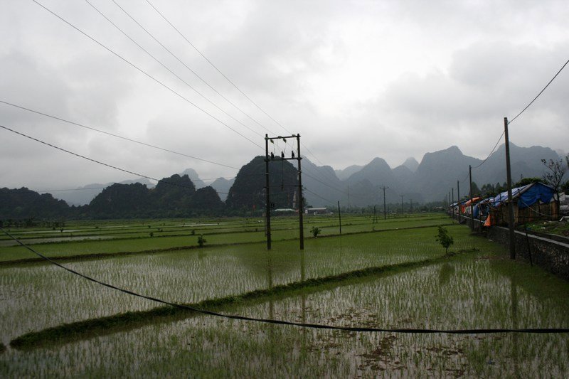 Reisfelder von hier bis zu den Karstbergen