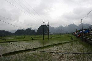 Reisfelder von hier bis zu den Karstbergen