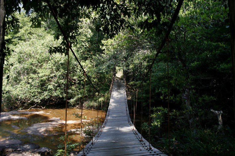 Diese Brücke führt in den Dschungel 