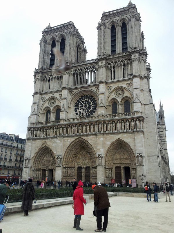 Notre Dame mit durchs Bild fliegender Taube