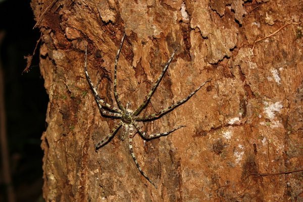 Eine handgroße Spinne auf Nachtwanderung