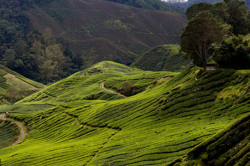 Teefelder schmiegen sich an die Hügel