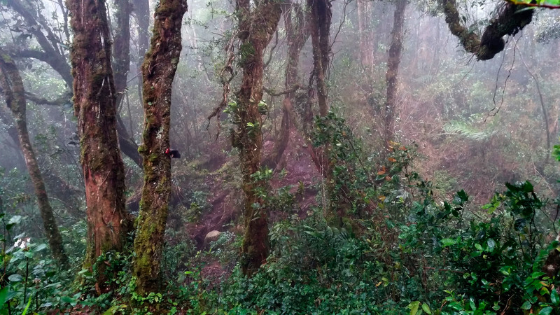Nebelschleier im Dschungel am Morgen