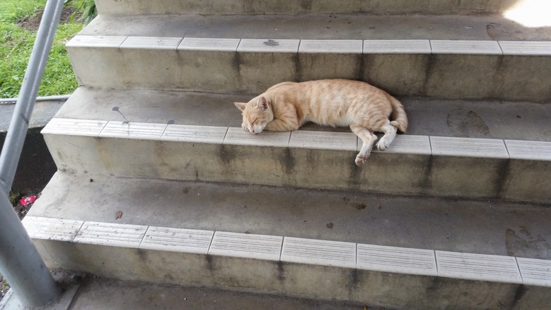 Auf dem Weg in die Innenstadt in Kuala Lumpur schläft diese Katze IMMER mitten im Weg. Sie lässt sich aber auch durch nichts stören.