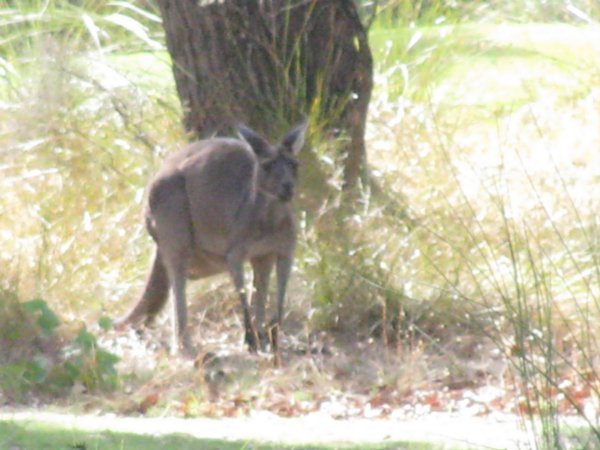 Roos on the golf course in  Busselton (123)