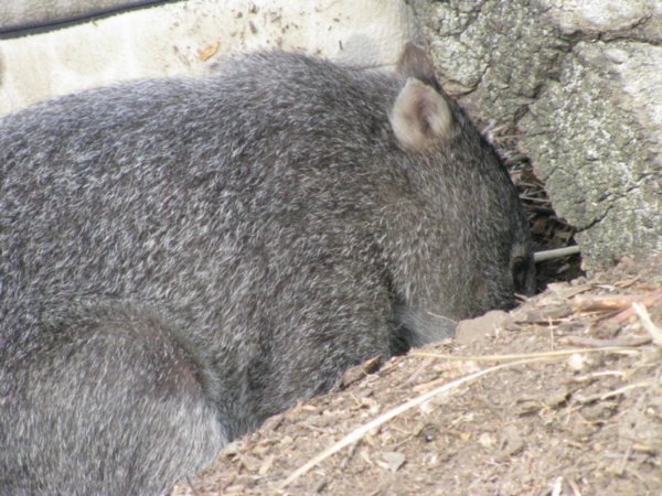 A Wombat127