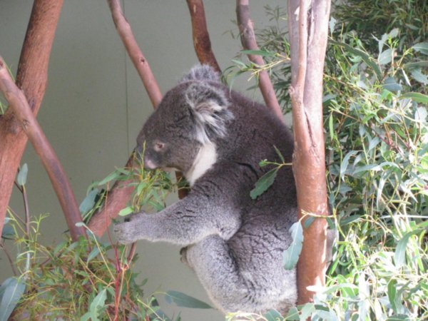 Koalas147 (1)