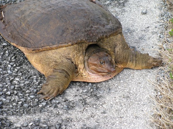 Loggerhead turtle, sunning on the street