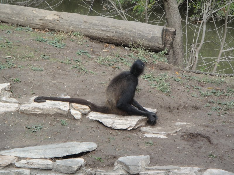 Brownsville Zoo