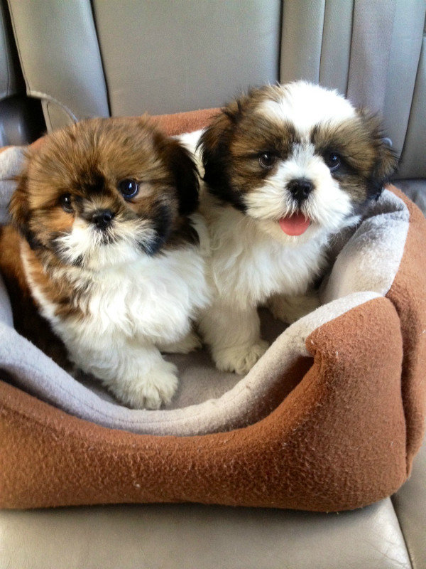 GriffinandDaisy - the new grand dogs