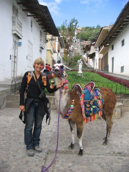 Llama in Cajamarca