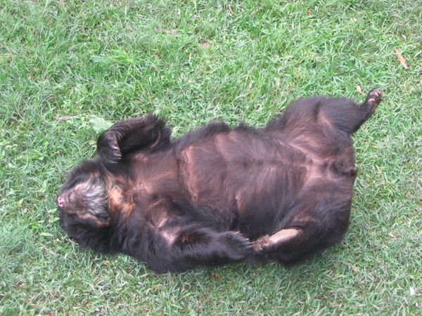 Bruine beer doet een dutje