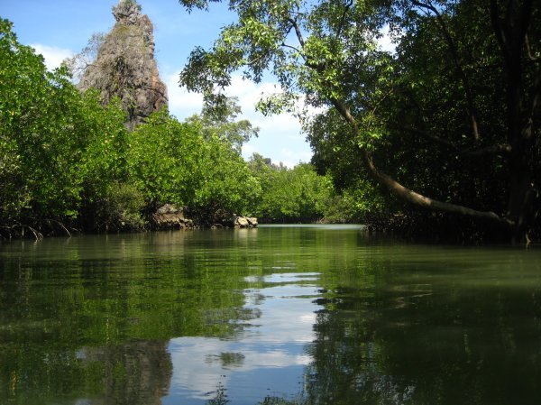 Along the mangroves, sea Kayaking
