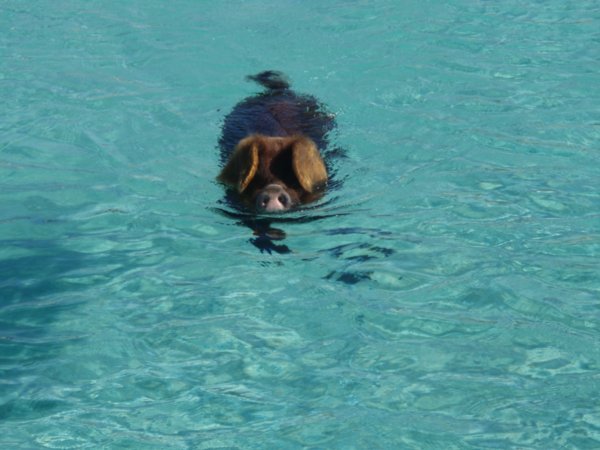swimming pig
