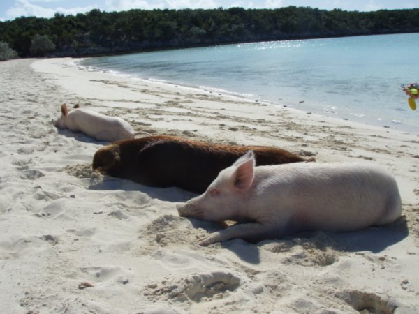 tired piglets
