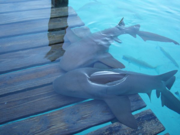 Sharks on the Deck