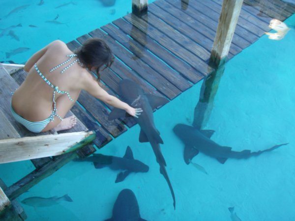 petting sharks