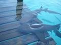 Sharks on the Deck