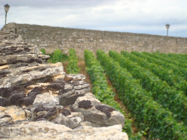 expensive vineyards get walls