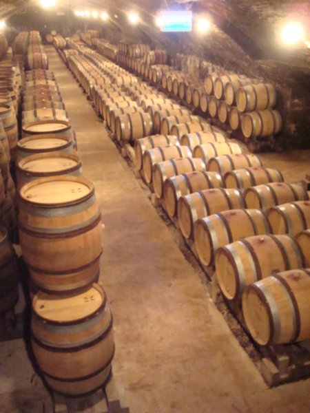 Cellar full of wine