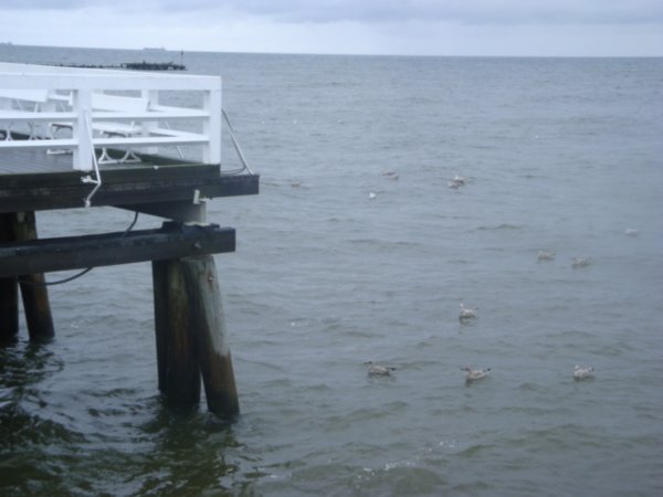 birds on the end of the pier