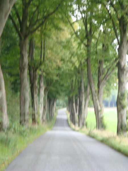 danish trees on a danish road