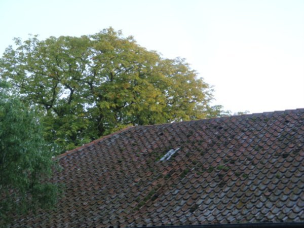 danish roof